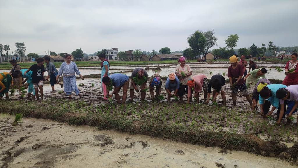 लुम्बिनी प्रदेशभरी १८ प्रतिशत मात्रै धान रोपाइँ Image