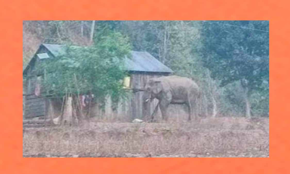 राप्तीसोनारीमा हात्तीको आक्रमणबाट आमाछोरी घाइते Image