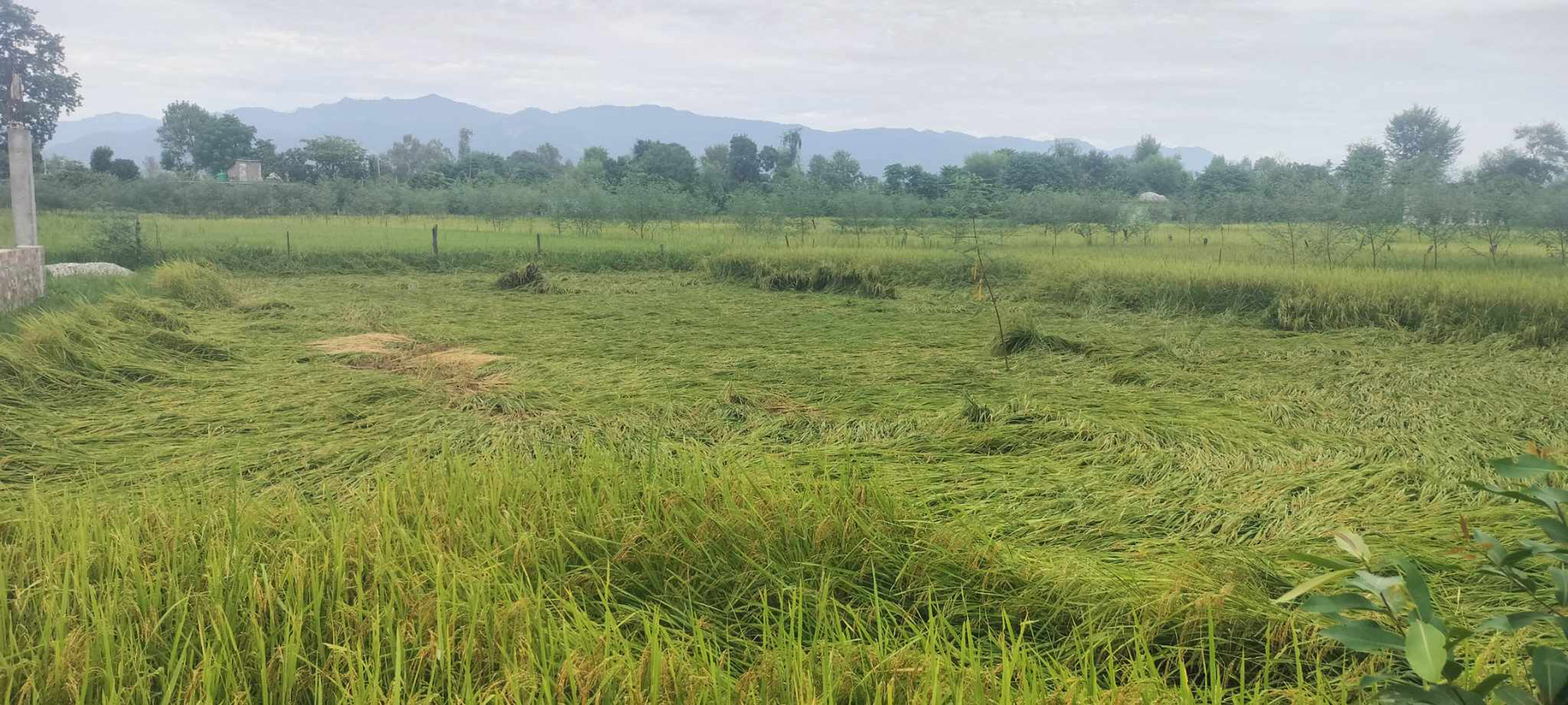 धान काटेपछि पराल नजलाउन नार्कको आग्रह Image