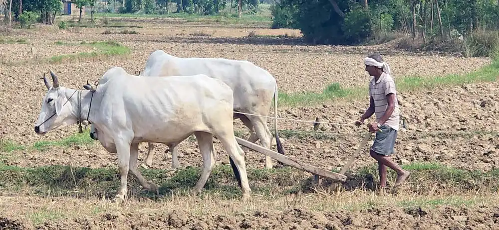बाँकेमा रासायनिक मलको जथाभावी प्रयोगले माटोको उर्वराशक्ति घट्दै Image