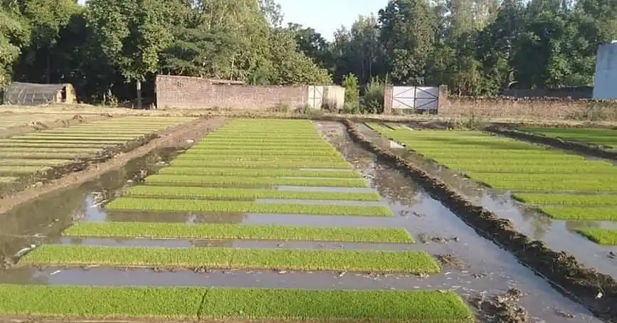 बाँकेमा धानको ब्याड राख्न ढिलाई