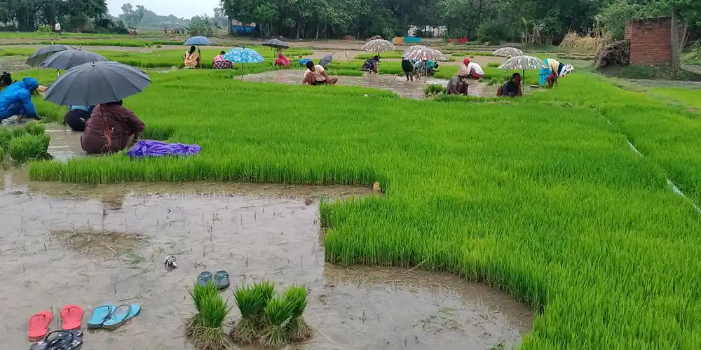 मध्य असारसम्म बाँकेमा १८ प्रतिशत मात्र रोपाइँ